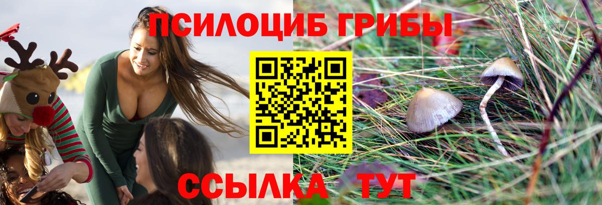 Галлюциногенные грибы Psilocybe Крымск
